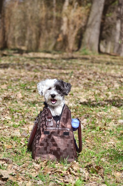 Foto gratuita cane adorabile all'interno di una borsa