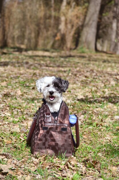 Adorable dog inside a handbag