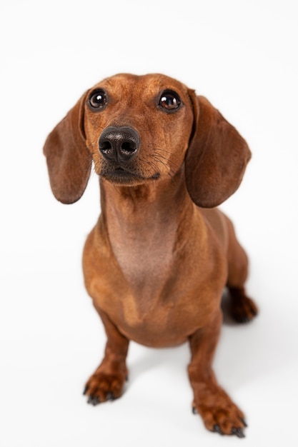 Adorable dog looking up in a studio