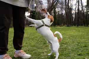 Foto gratuita adorabile cane al parco in natura con il proprietario