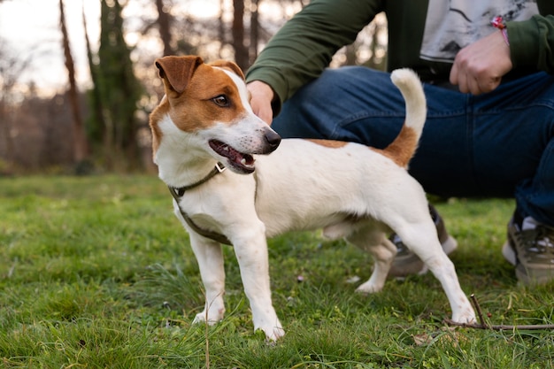 飼い主と一緒に自然の公園で愛らしい犬