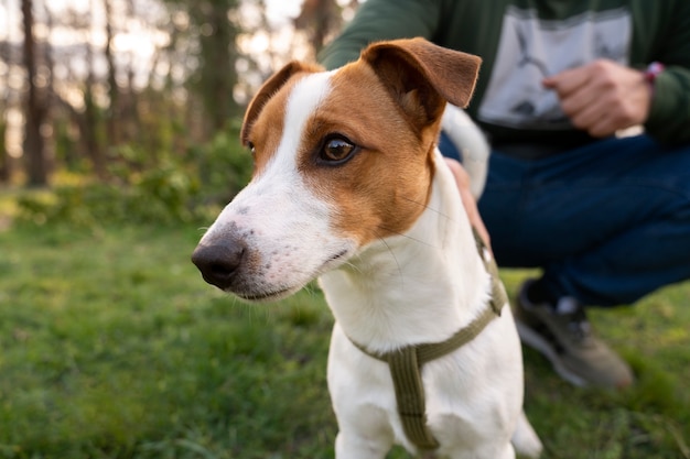 Foto gratuita adorabile cane al parco in natura con il proprietario