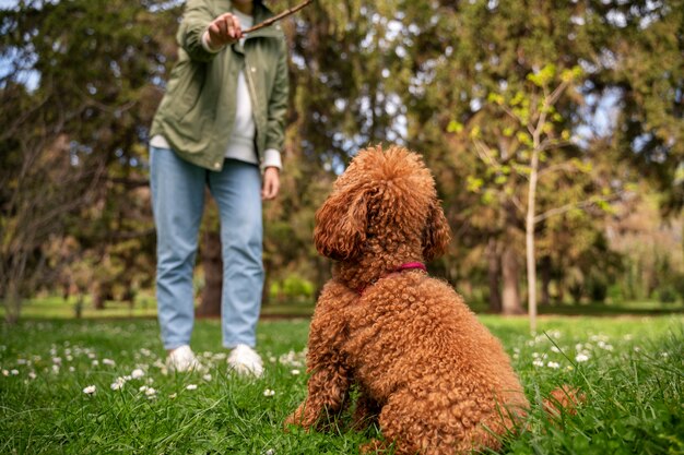 飼い主と一緒に自然の公園で愛らしい犬