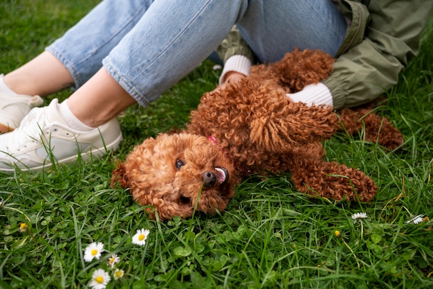 Adorable dog at the park in nature with owner