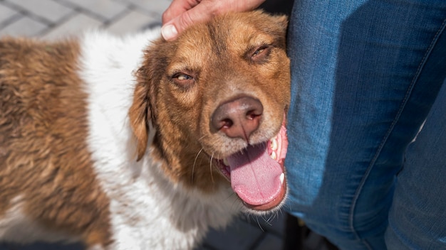 Free photo adorable dog in shelter being pet by woman