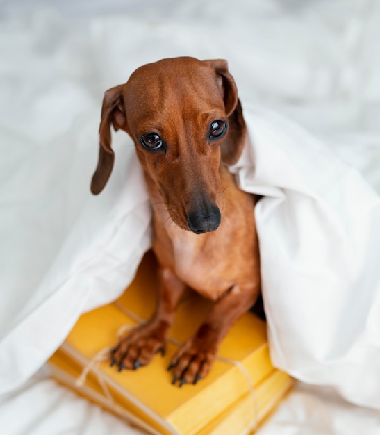 本の上に座っている愛らしい犬