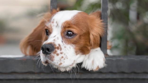 Adorable dog sticking head through fence outdoors