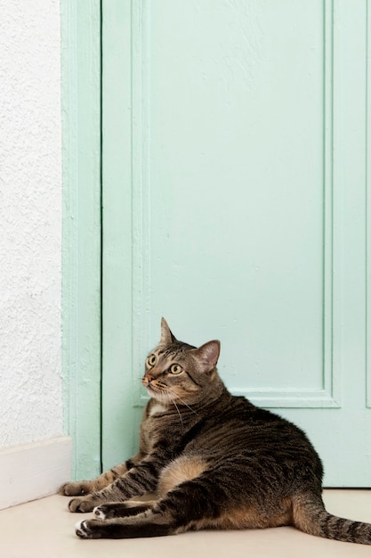 Очаровательный домашний котенок с копией пространства