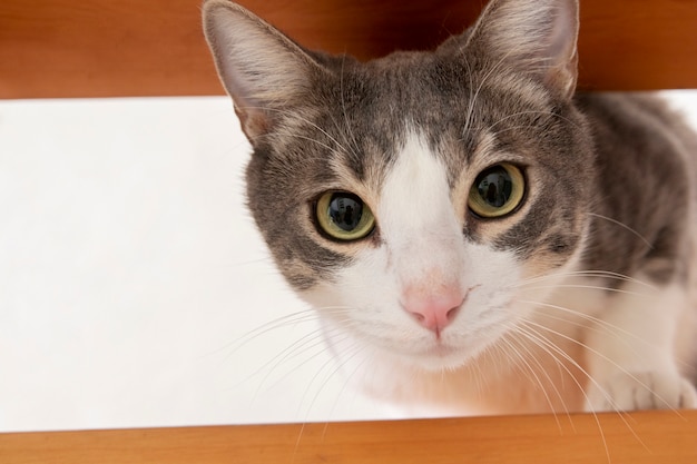 Adorable domestic kitty with copy space