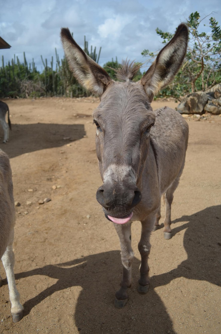 Free Photo adorable donkey sticking out his pink tongue