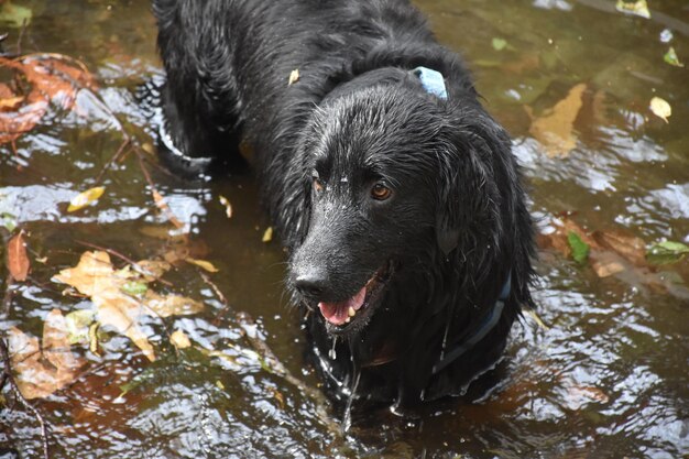 Очаровательная капающая черная собака ретривера с плоским покрытием, стоящая в воде.