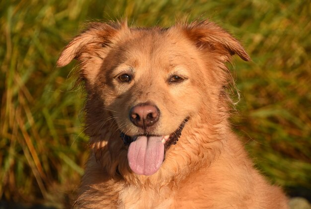 Adorable duck tolling retriever dog with his pink tongue hanging out in the summer.