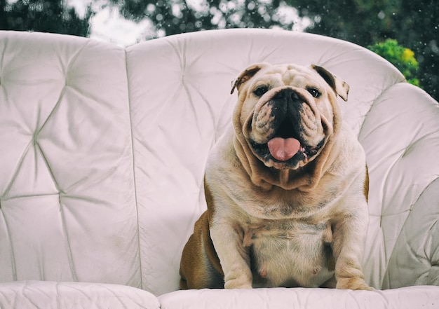 Free photo adorable english bulldog sitting on a sofa