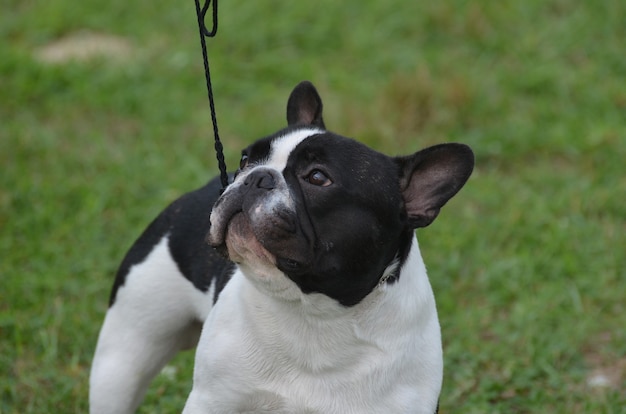 Adorable face of a French bulldog on a leash.