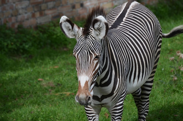 Adorable face of a zebra with bold markings on his face and nose.