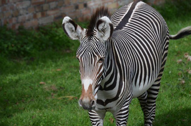 Очаровательная морда зебры с жирными отметинами на лице и носу.