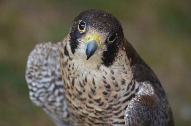 Adorable feathered falcon looking up at a camera