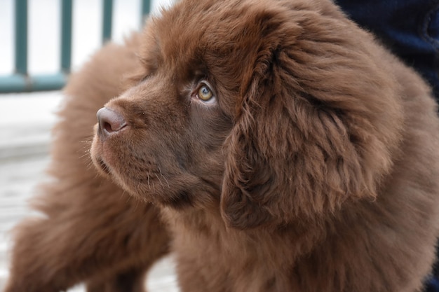 Adorable fluffy and furry brown Newfoundland puppy dog