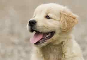Free photo adorable fluffy golden retriever puppy showing its tongue