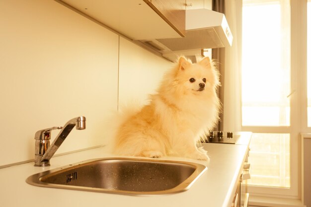 Adorable fluffy spitz rude dog at home sitting on dishwasher.