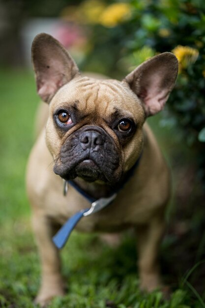 Adorable French bulldog in a park
