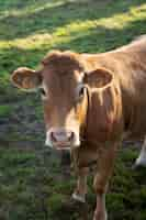 Free photo adorable front view cow in nature