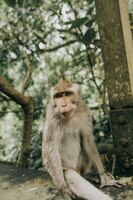 Adorable furry barbary macaque monkey sitting on a stone in the jungle in bali