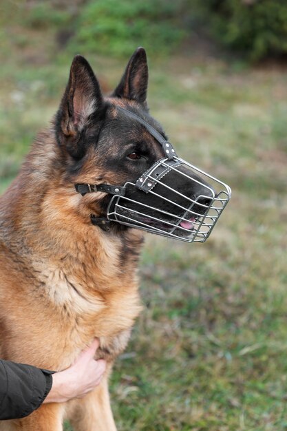 Adorable german shepherd with muzzle outdoors