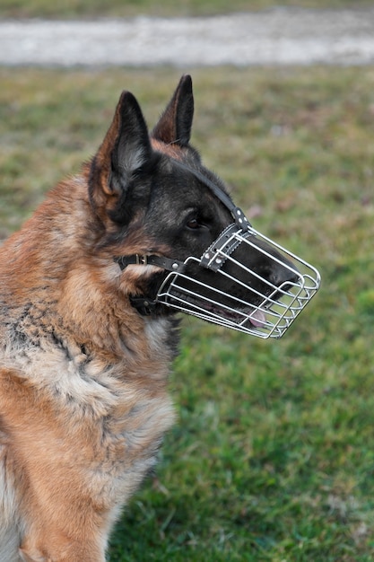 Free photo adorable german shepherd with muzzle outdoors