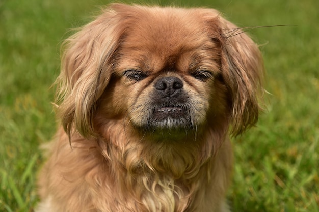 Adorable ginger pekingese puppy dog outside with her eyes closed.