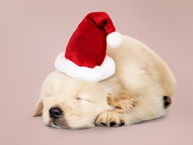 愛らしいゴールデンレトリーバーの子犬は、サンタの帽子をかけて寝ている
