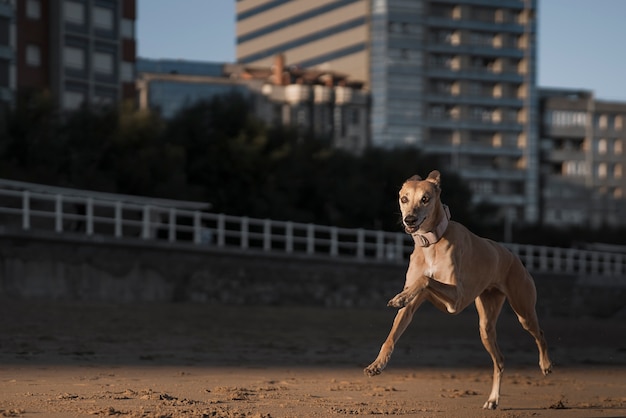 해변에서 달리는 사랑스러운 그레이하운드 개