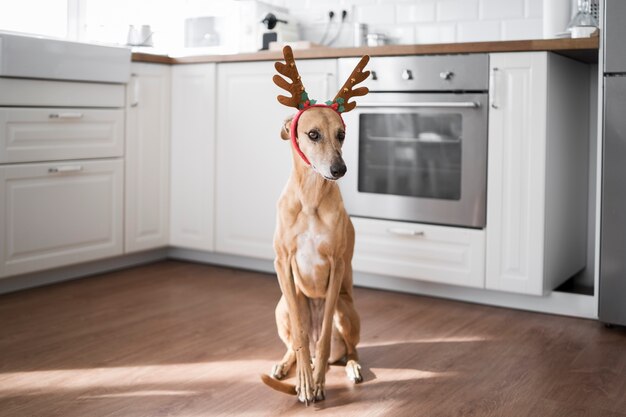 トナカイのヘッドバンドを付けた愛らしいグレイハウンド犬