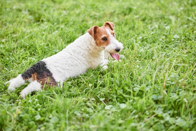 Очаровательная счастливая собака фокстерьера в парке