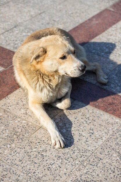 Adorable homeless dog at park High quality photo