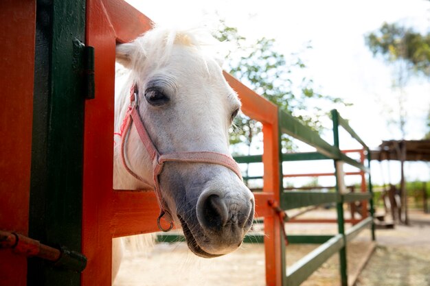 屋外の農場で愛らしい馬