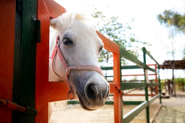 Adorable horse at the farm outdoors