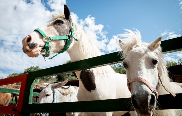 Adorable horse at the farm outdoors