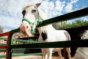 Foto gratuita adorabile cavallo alla fattoria all'aperto