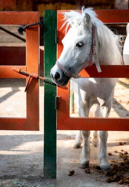 Foto gratuita adorabile cavallo alla fattoria all'aperto