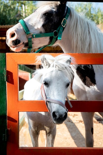 Adorable horse at the farm outdoors