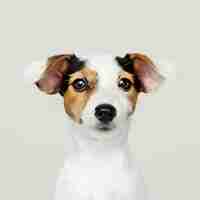 Free photo adorable jack russell retriever puppy portrait