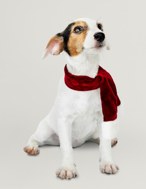 Adorable Jack Russell Retriever puppy wearing a Christmas scarf