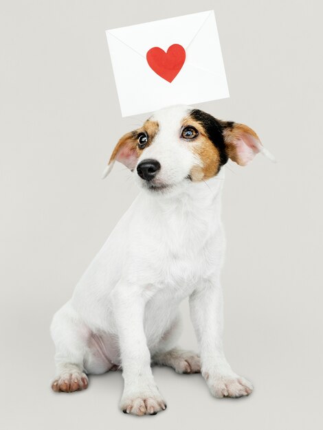 Adorable Jack Russell Retriever puppy with a love letter