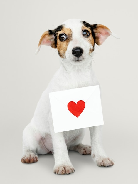 Adorable jack russell retriever puppy with a love letter