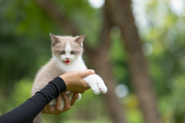 Adorable  kitten sitting on human hand  in the park.