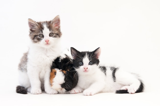 두 개의 기니피그와 함께 흰색 표면에 앉아 있는 보송보송한 머리를 가진 사랑스러운 새끼 고양이