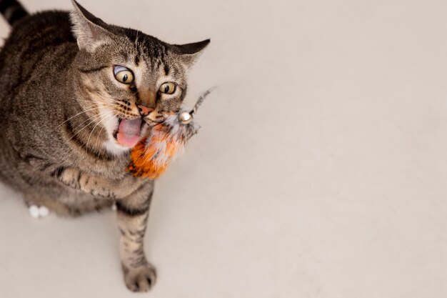 Adorable kitty being playful