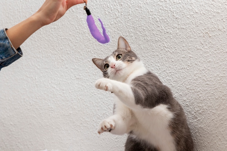 Free Photo adorable kitty being playful