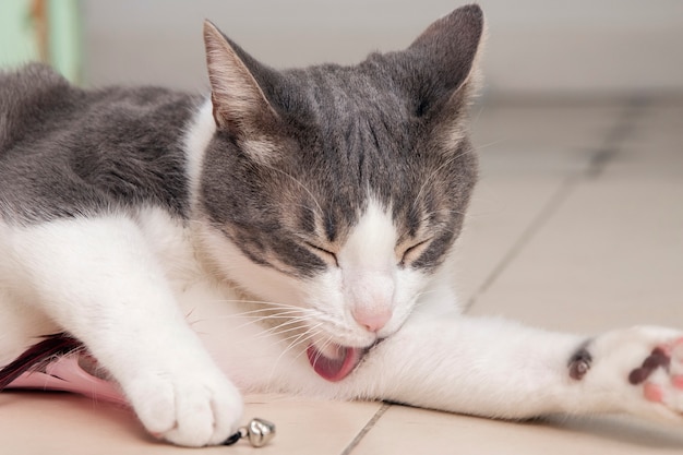 Adorable kitty cleaning herself at home